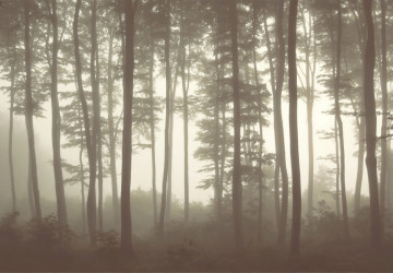 flulaşmiş sisli orman görüntüsü